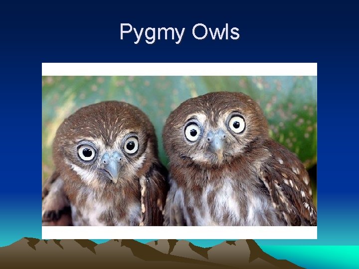 Pygmy Owls 