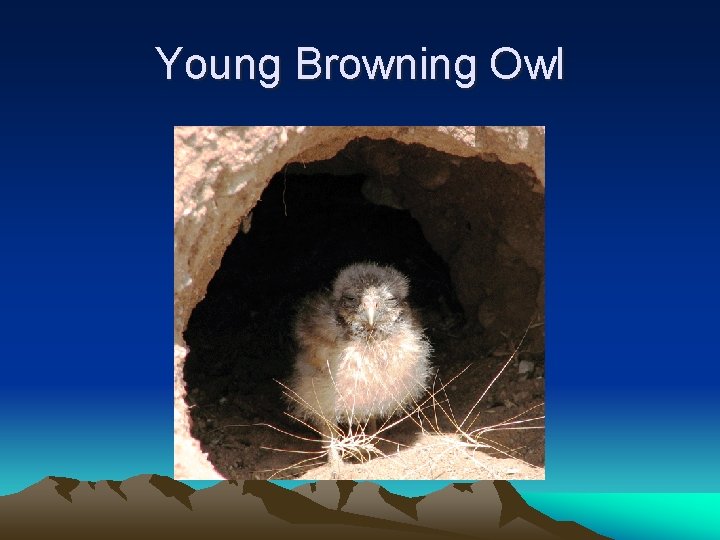 Young Browning Owl 