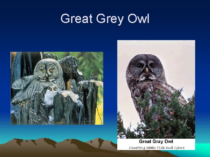 Great Grey Owl 