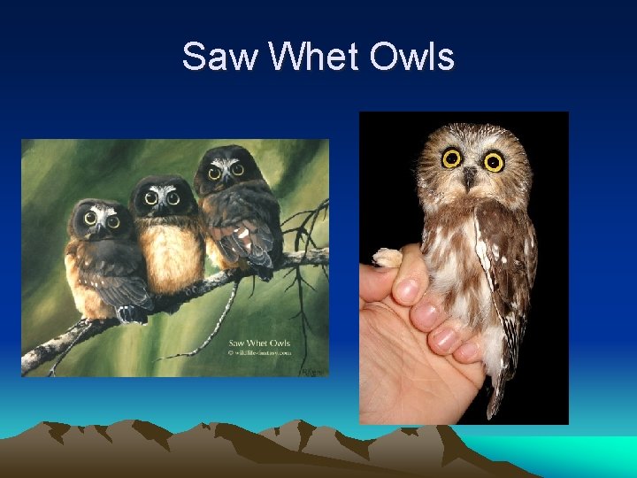 Saw Whet Owls 