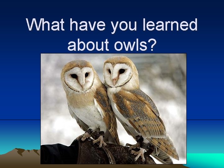 What have you learned about owls? 