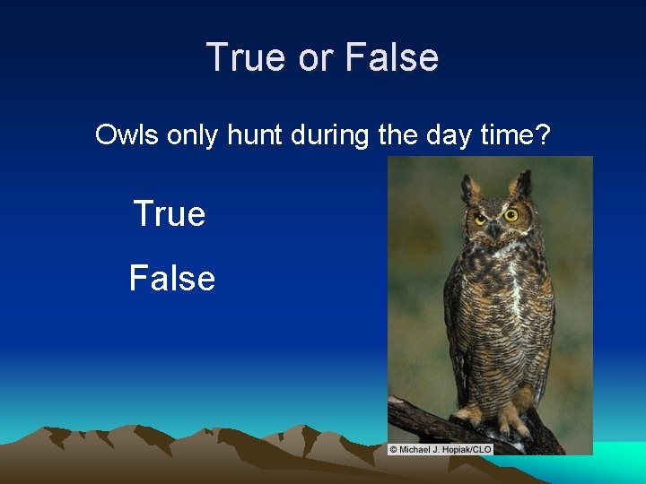 True or False Owls only hunt during the day time? True False 