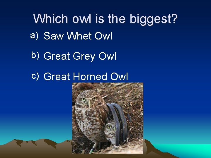 Which owl is the biggest? a) Saw Whet Owl b) Great Grey Owl c)