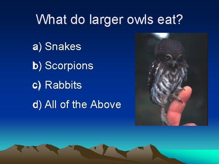 What do larger owls eat? a) Snakes b) Scorpions c) Rabbits c) d) All