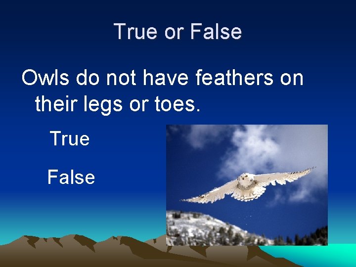 True or False Owls do not have feathers on their legs or toes. True