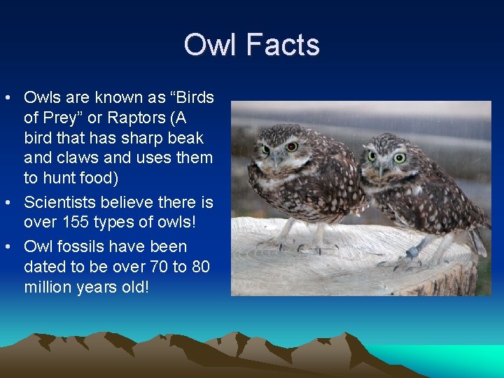 Owl Facts • Owls are known as “Birds of Prey” or Raptors (A bird