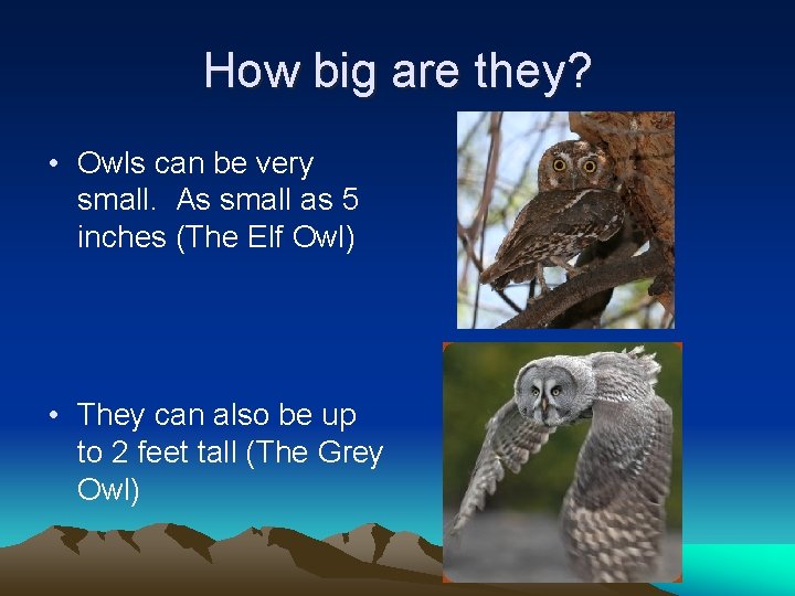 How big are they? • Owls can be very small. As small as 5