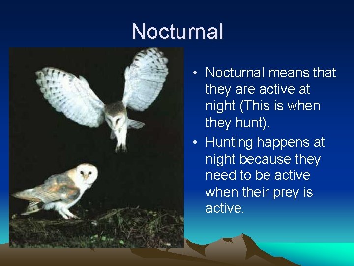 Nocturnal • Nocturnal means that they are active at night (This is when they