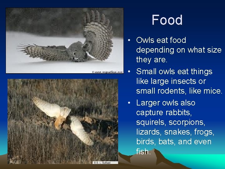 Food • Owls eat food depending on what size they are. • Small owls