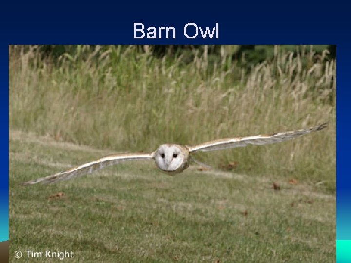 Barn Owl 