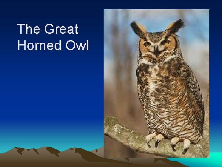 The Great Horned Owl 