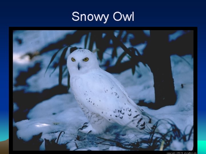 Snowy Owl 