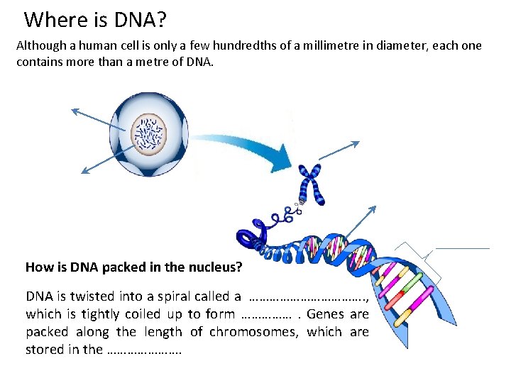 Where is DNA? Although a human cell is only a few hundredths of a