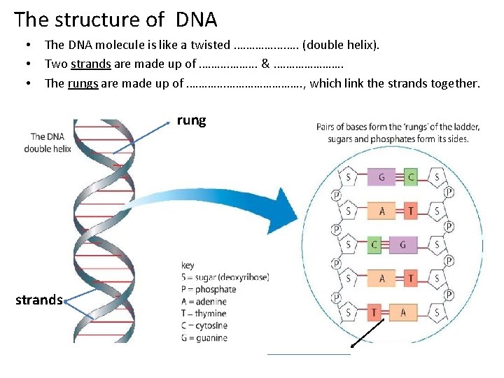 The structure of DNA • • • The DNA molecule is like a twisted