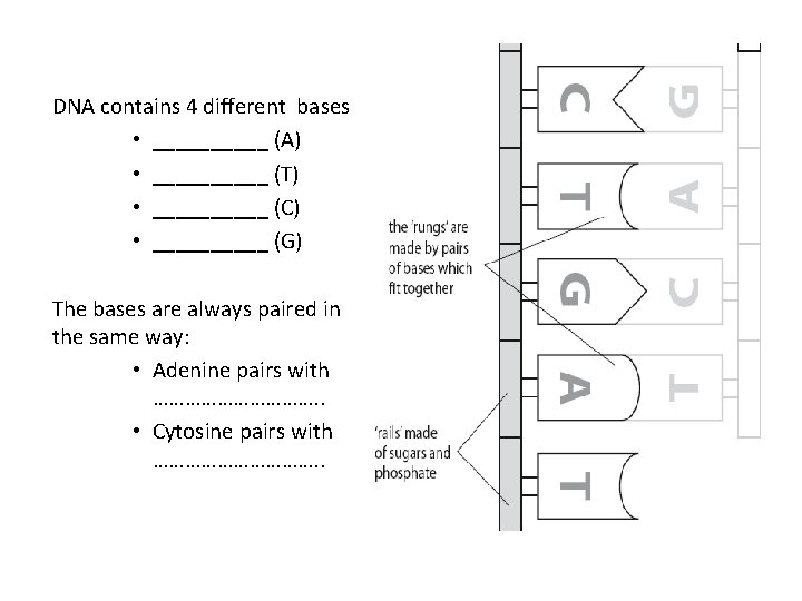 DNA contains 4 different bases: • _____ (A) • _____ (T) • _____ (C)