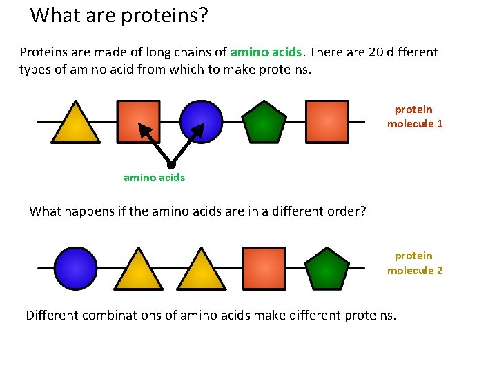 What are proteins? Proteins are made of long chains of amino acids. There are