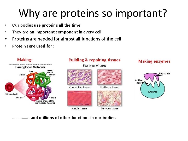 Why are proteins so important? • • Our bodies use proteins all the time