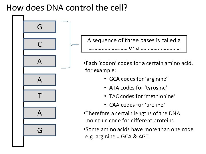 How does DNA control the cell? G C A A T A G A