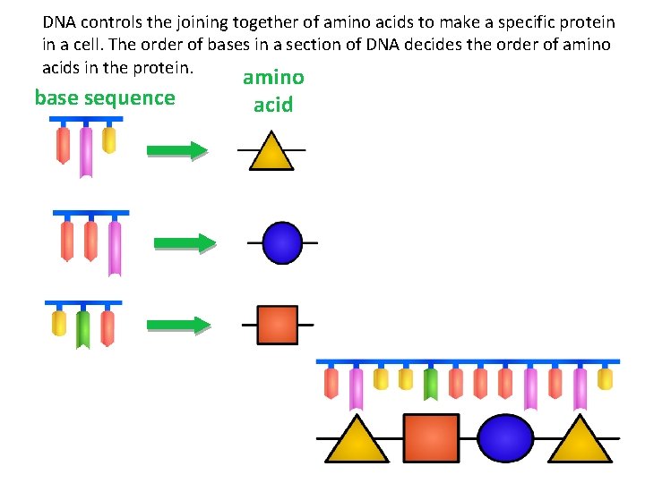 DNA controls the joining together of amino acids to make a specific protein in