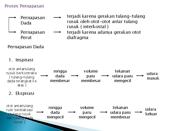 Proses Pernapasan terjadi karena gerakan tulang-tulang rusuk oleh otot-otot antar tulang rusuk ( interkostal