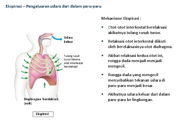 Ekspirasi – Pengeluaran udara dari dalam paru-paru Mekanisme Ekspirasi : • Otot-otot interkostal berelaksasi