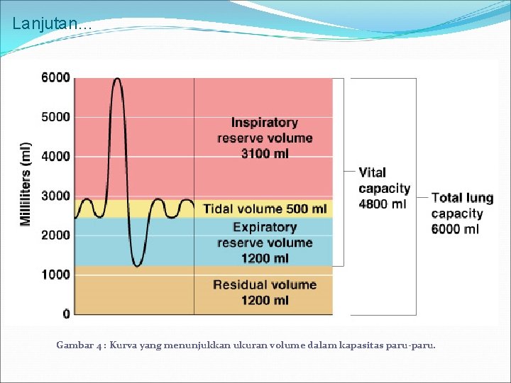 Lanjutan… Gambar 4 : Kurva yang menunjukkan ukuran volume dalam kapasitas paru-paru. 