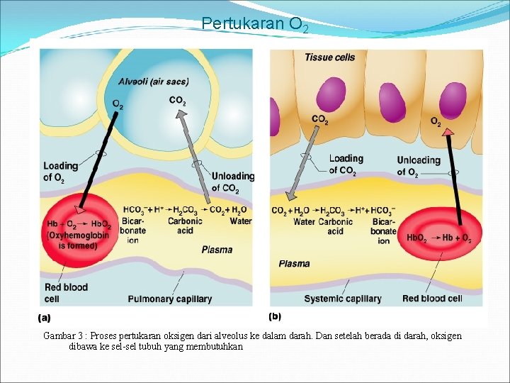 Pertukaran O 2 Gambar 3 : Proses pertukaran oksigen dari alveolus ke dalam darah.