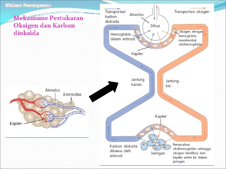 Mekanisme Pertukaran Oksigen dan Karbon dioksida 