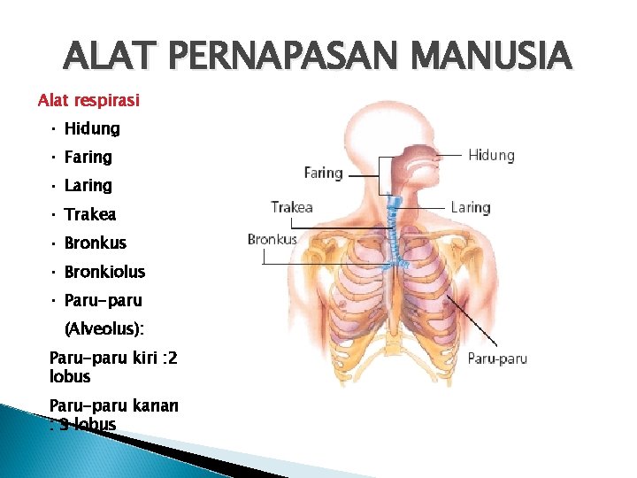 ALAT PERNAPASAN MANUSIA Alat respirasi • Hidung • Faring • Laring • Trakea •