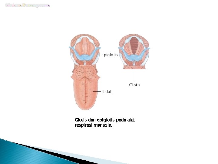 Glotis dan epiglotis pada alat respirasi manusia. 