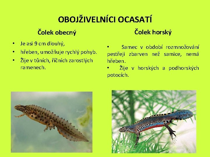 OBOJŽIVELNÍCI OCASATÍ Čolek obecný • Je asi 9 cm dlouhý, • hřeben, umožňuje rychlý