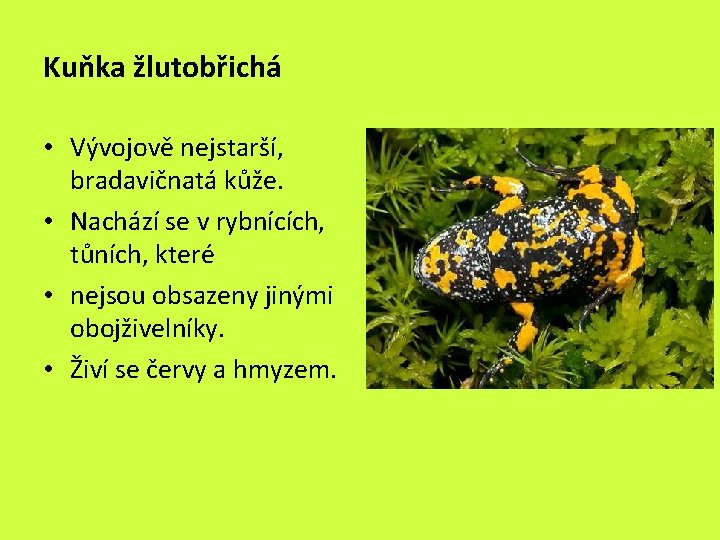 Kuňka žlutobřichá • Vývojově nejstarší, bradavičnatá kůže. • Nachází se v rybnících, tůních, které