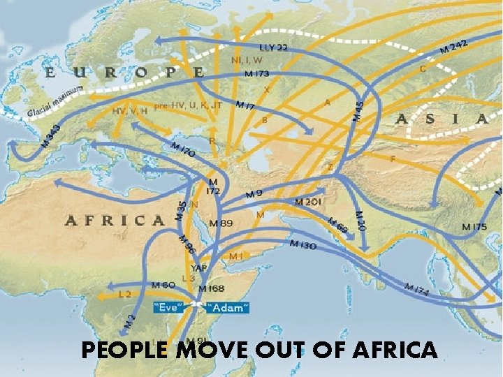 PEOPLE MOVE OUT OF AFRICA 