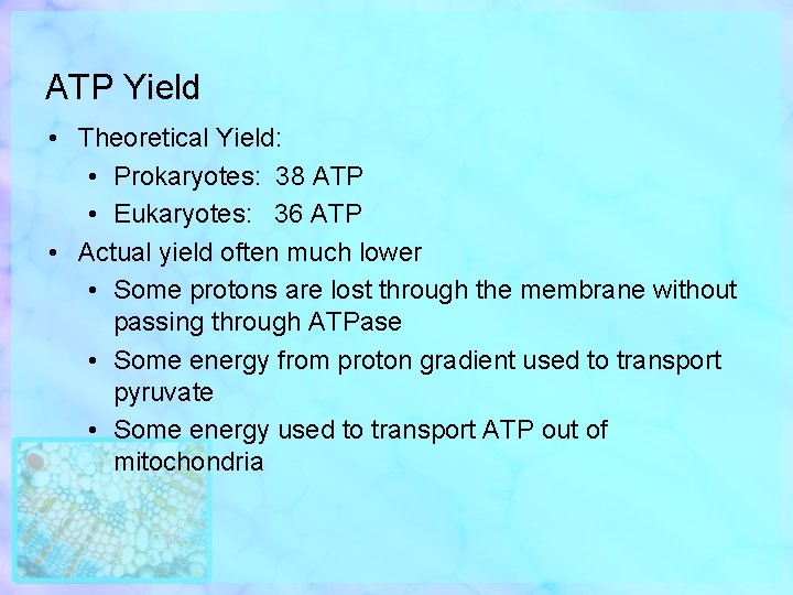 ATP Yield • Theoretical Yield: • Prokaryotes: 38 ATP • Eukaryotes: 36 ATP •
