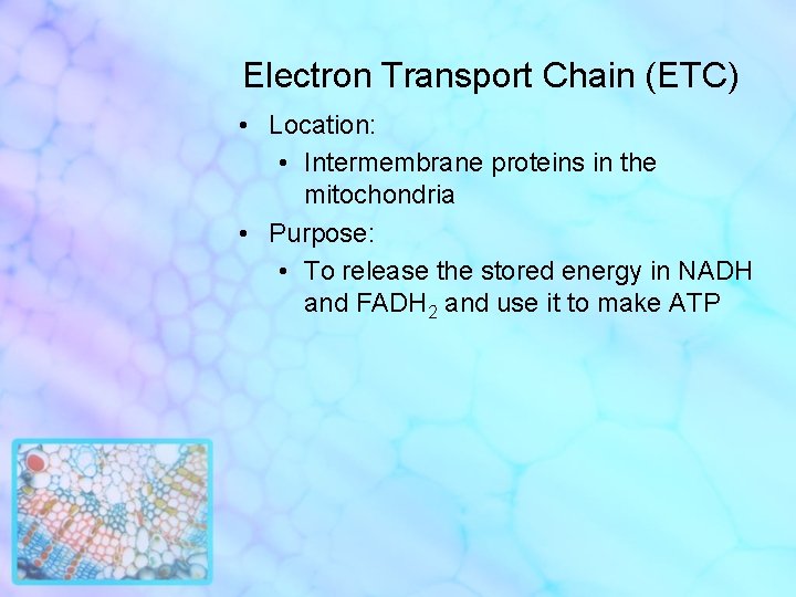 Electron Transport Chain (ETC) • Location: • Intermembrane proteins in the mitochondria • Purpose: