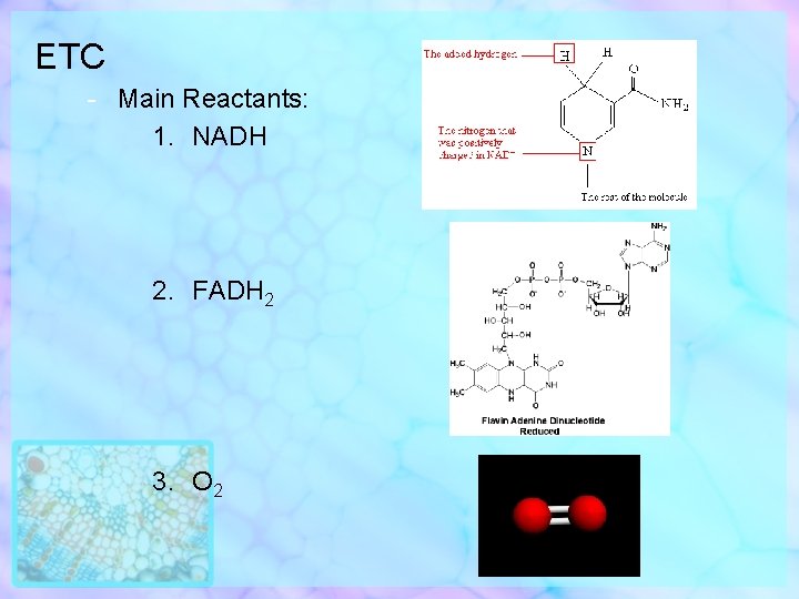 ETC - Main Reactants: 1. NADH 2. FADH 2 3. O 2 