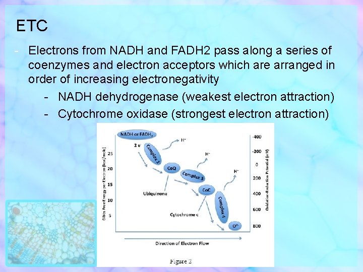 ETC - Electrons from NADH and FADH 2 pass along a series of coenzymes