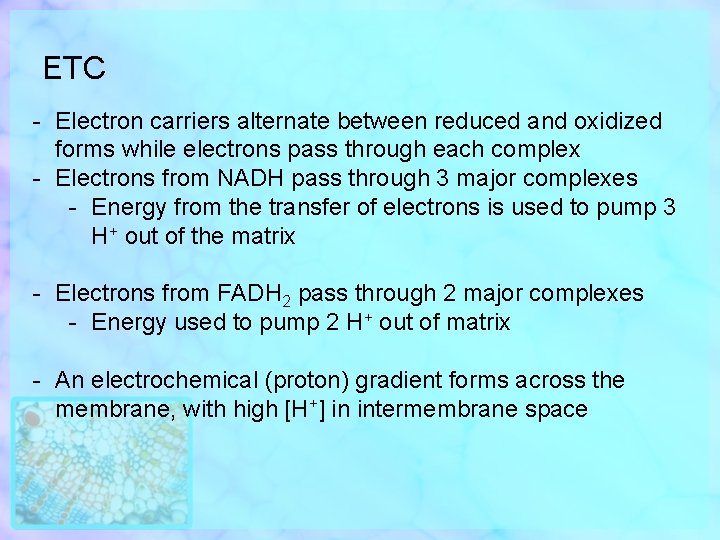ETC - Electron carriers alternate between reduced and oxidized forms while electrons pass through