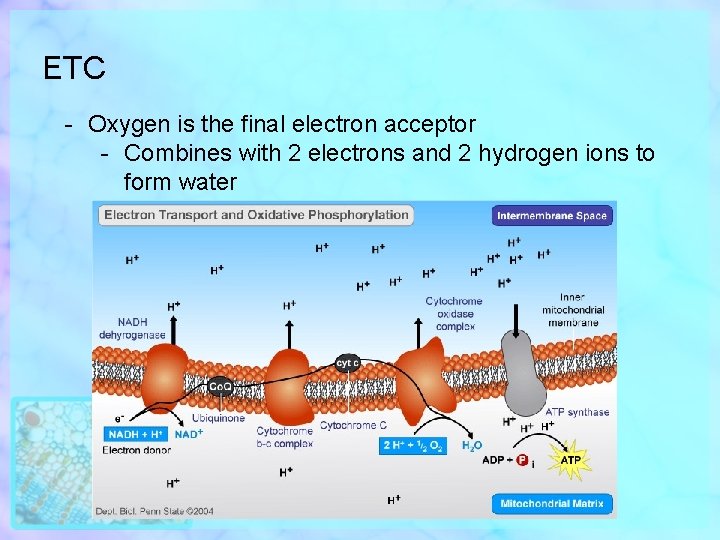 ETC - Oxygen is the final electron acceptor - Combines with 2 electrons and