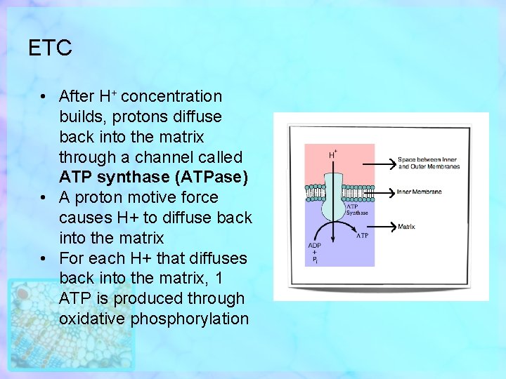 ETC • After H+ concentration builds, protons diffuse back into the matrix through a
