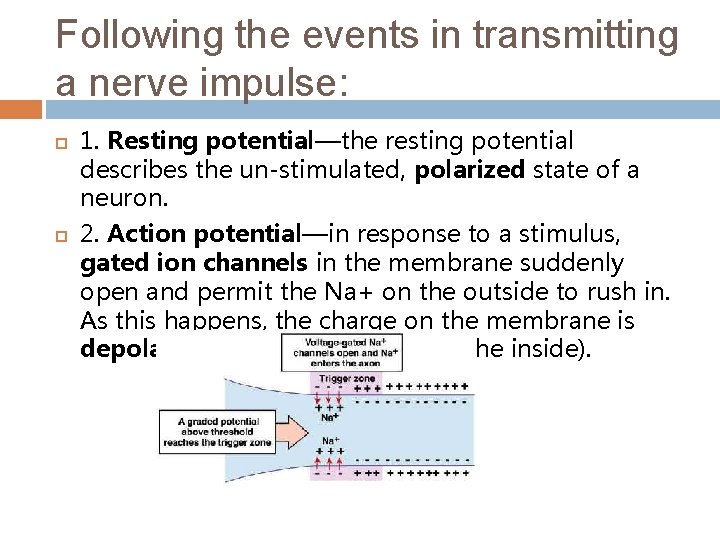 Following the events in transmitting a nerve impulse: 1. Resting potential—the resting potential describes