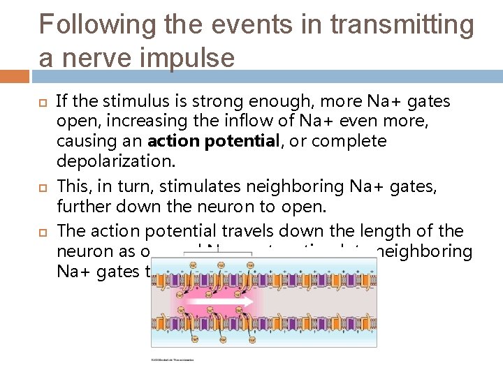 Following the events in transmitting a nerve impulse If the stimulus is strong enough,