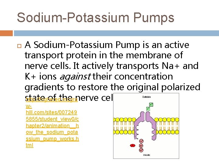 Sodium-Potassium Pumps A Sodium-Potassium Pump is an active transport protein in the membrane of