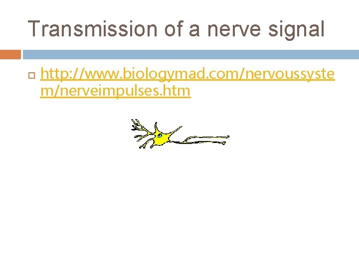Transmission of a nerve signal http: //www. biologymad. com/nervoussyste m/nerveimpulses. htm 