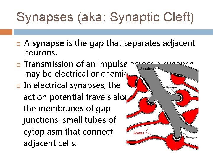 Synapses (aka: Synaptic Cleft) A synapse is the gap that separates adjacent neurons. Transmission
