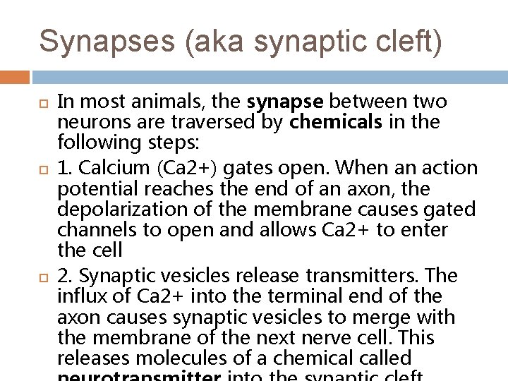 Synapses (aka synaptic cleft) In most animals, the synapse between two neurons are traversed