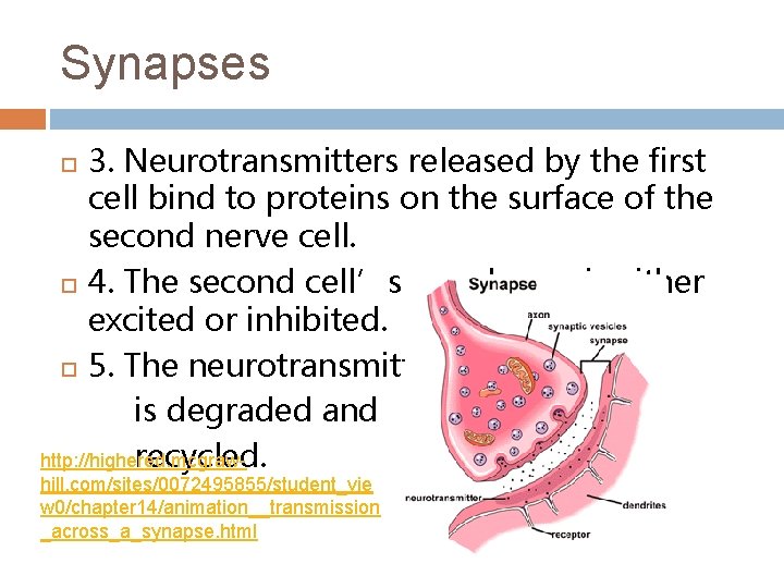 Synapses 3. Neurotransmitters released by the first cell bind to proteins on the surface