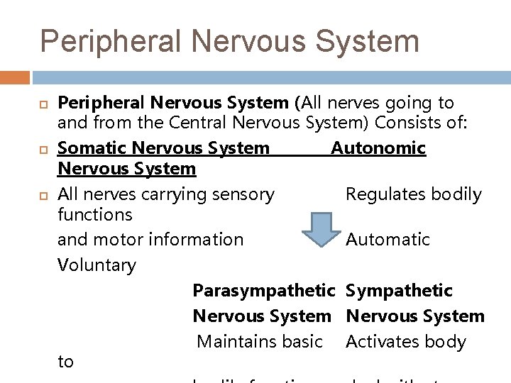 Peripheral Nervous System Peripheral Nervous System (All nerves going to and from the Central