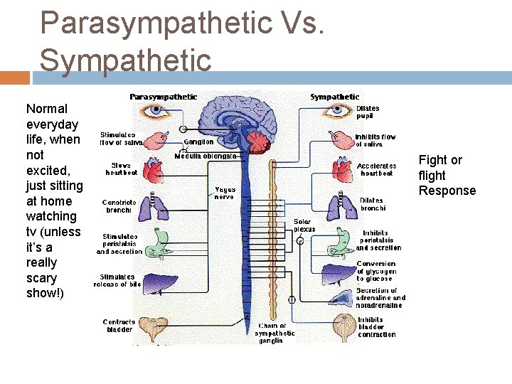 Parasympathetic Vs. Sympathetic Normal everyday life, when not excited, just sitting at home watching