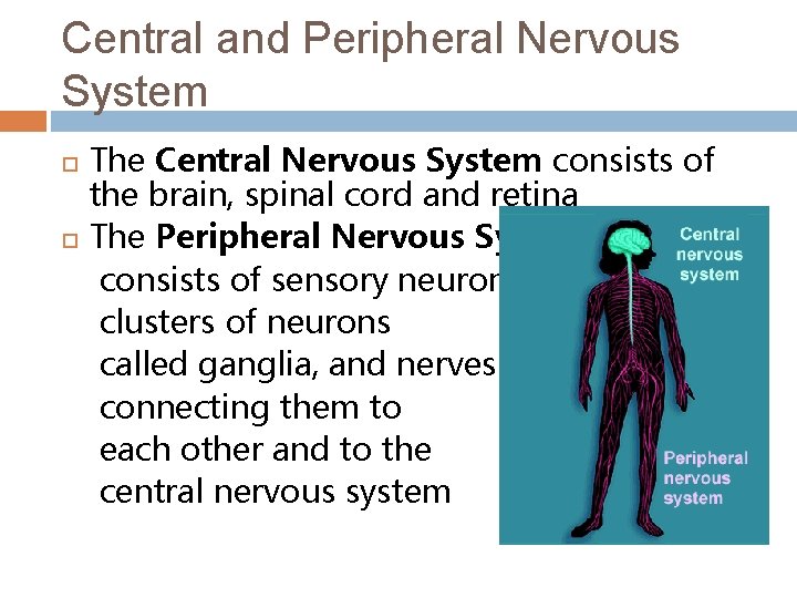 Central and Peripheral Nervous System The Central Nervous System consists of the brain, spinal